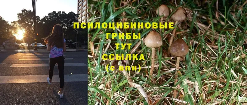 Псилоцибиновые грибы Cubensis  даркнет как зайти  Советская Гавань 